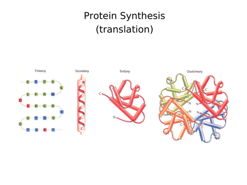 A Level Biology - Protein Synthesis