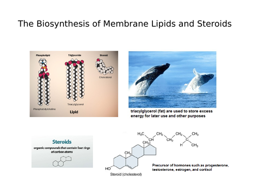 A Level Biology - Lipids and Steroids