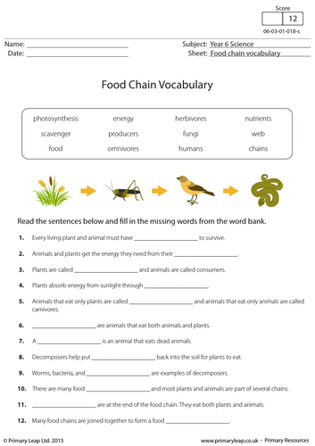 KS2 Science Resource: Food Chain Vocabulary