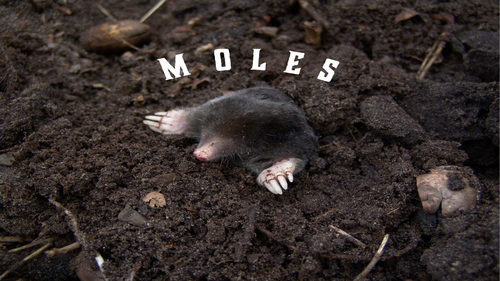 Calculating Moles and Masses (full lesson) - GCSE Chemistry/ Combined Science (9-1)