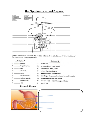 Digestive System and Enzymes Worksheet