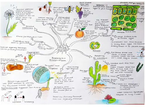 SB6 Plants Revision concept map for Edexcel biology