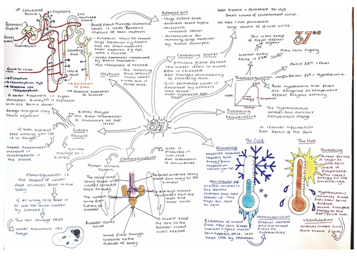 Sb7 Revision Mindmap Hormones And Control Edexcel 9 1 Biology