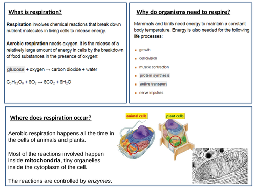 AQA 9-1 Biology Aerobic Respiration Lesson