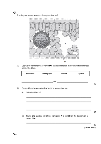 Photosynthesis & Leaves revision 9-1