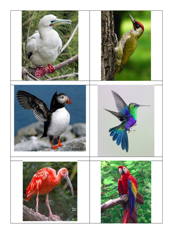 Classification and Variation - Resources for Year 6 Science topic