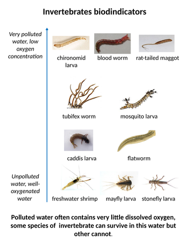 NEW AQA GCSE Trilogy (2016) Biology - Water Pollution