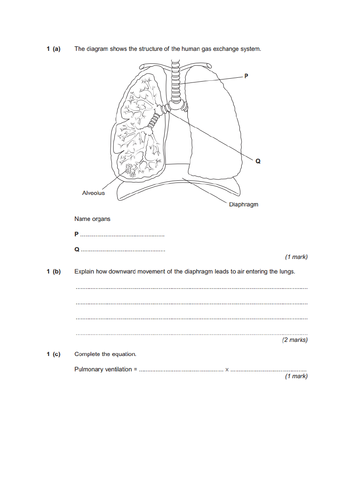 Lung structure and ventilation lesson. A Level Biology, AQA, 7401/7402