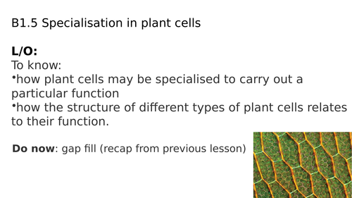 B1.5 Specialisation in plant cells
