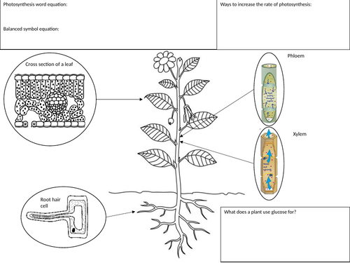 Photosynthesis and Structure of a Plant