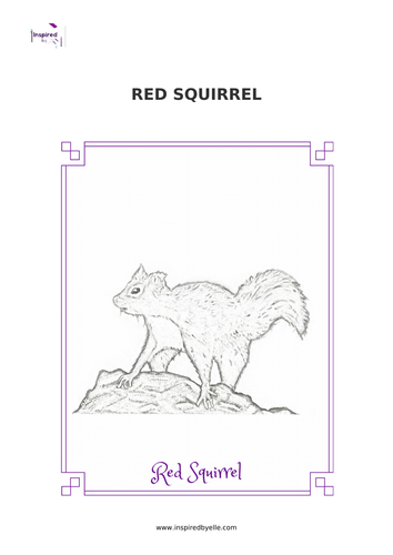 Red Squirrel Colouring Sheet