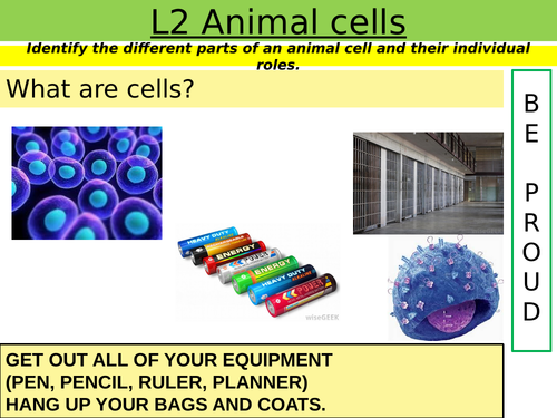 Cells: L2 Animal cells