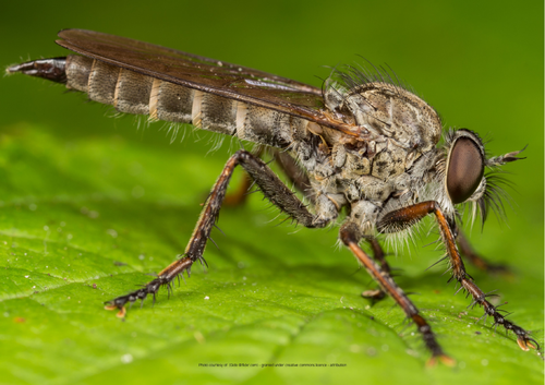 Insect Enlargement Activity