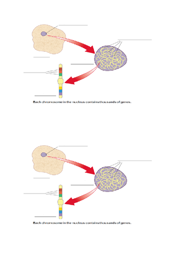 Lesson and resources on genetics KS3