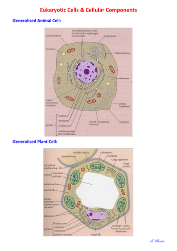 Eukaryotic Cells and Cellular Components