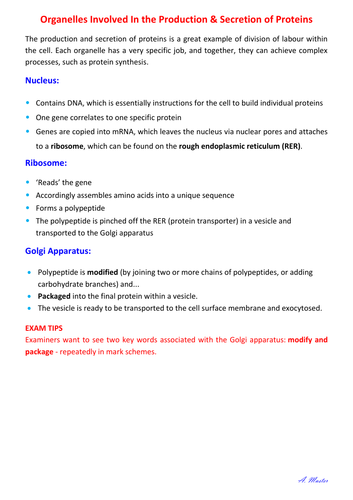 Organelles Involved in the Production and Secretion of Proteins