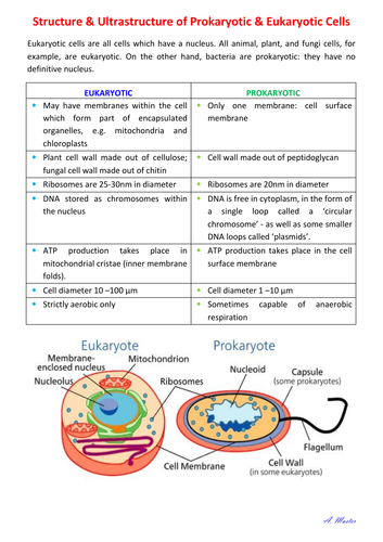 Structure and Ultrastructure of Prokaryotic and Eukaryotic Cells