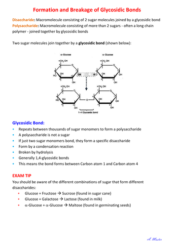 Formation & Breakage of Glycosidic Bonds