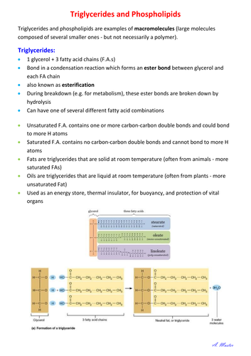 Triglycerides and Phospholipids