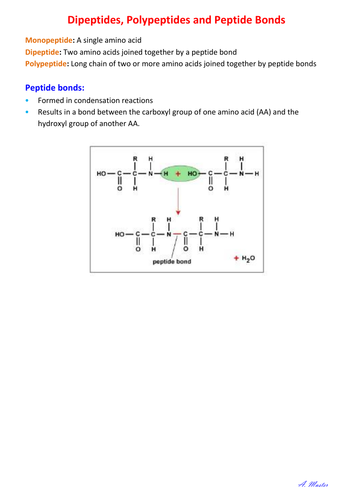 Dipeptides, Polypeptides & Peptide Bonds
