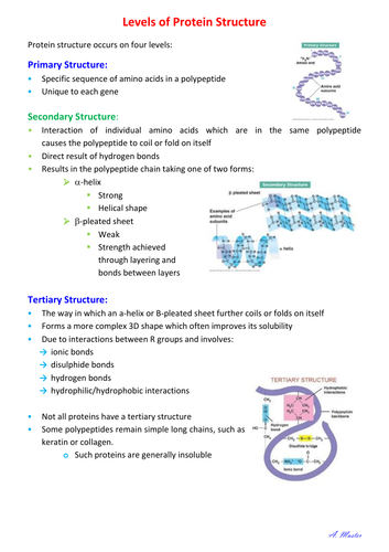 Levels of Protein Structure