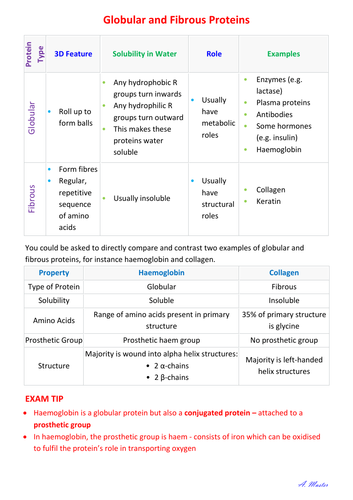 Globular and Fibrous Proteins