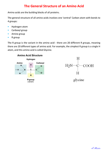 General Structure of an Amino Acid