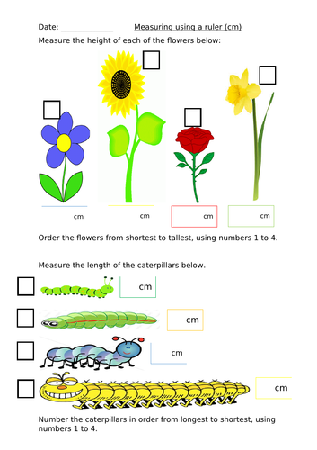 Measuring lengths/height using a ruler (cm)