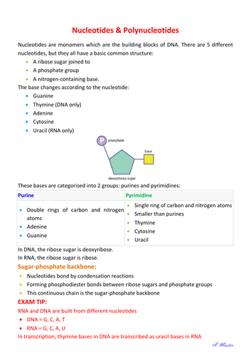 Nucleotides and Polynucleotides
