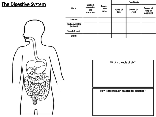 Digestive System Poster