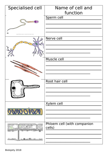 Cell specialisation - add functions to worksheet