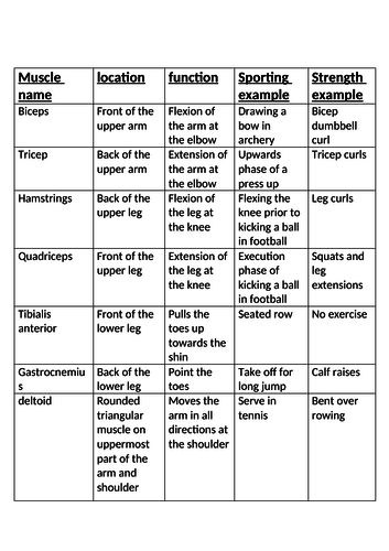 Edexcel GCSE PE muscular system notes