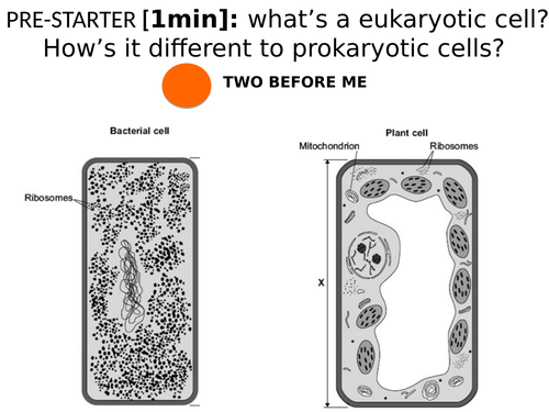 2018 AQA GCSE Biology Unit 1 (B1): Specialised Animal Cells L3