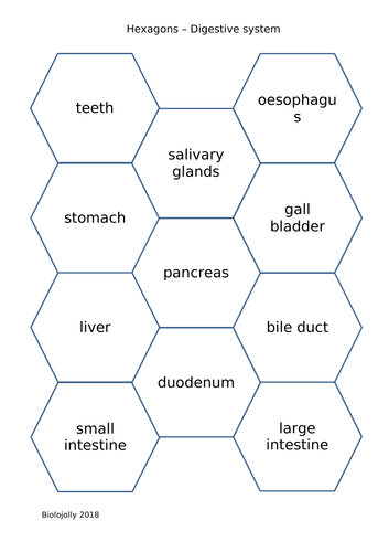 Digestive system - SOLO Hexagons