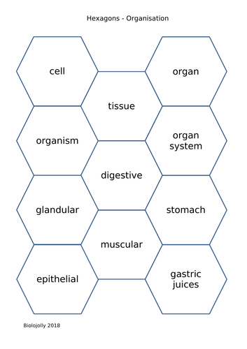 Organisation within the body - SOLO Hexagons