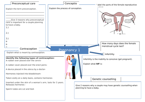 Child Development Pregnancy Revision work sheets