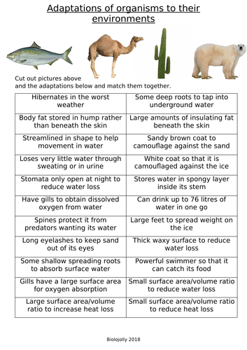 Adaptations of organisms to their environment - cut and stick