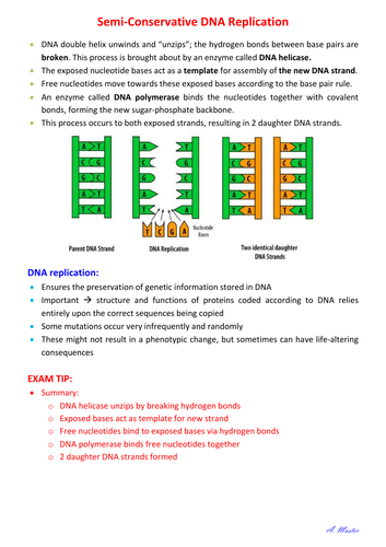 Semi-Conservative DNA Replication