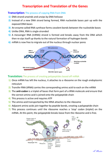 Transcription and Translation of Genes