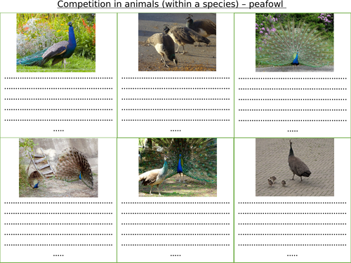 Competition in animals - within species - storyboard activity