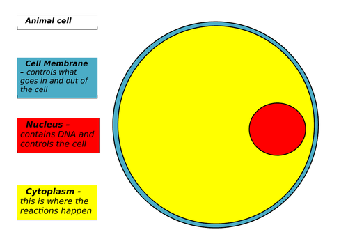 Animal and plant cells - coding coding to identify the different parts