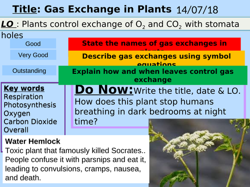 Year 8, Gas Exchange, Unit of Work