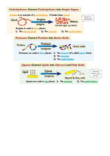 Digestion and Food Tests, Lessons