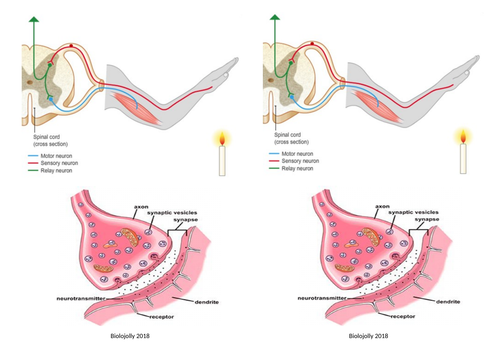 Reflex arc & ruler drop practical lesson