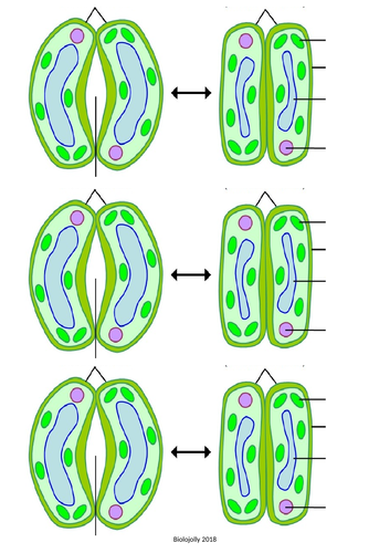 Transpiration in plants lesson