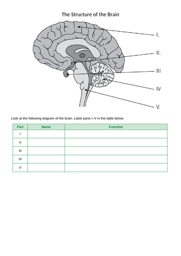 The Brain AQA