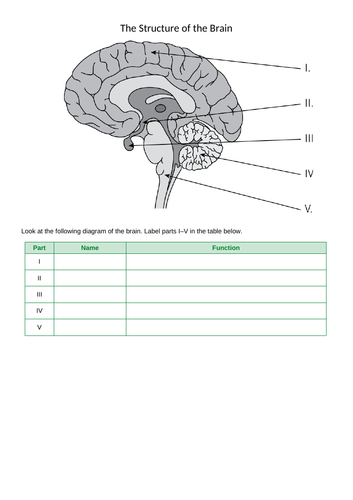 The Brain AQA | Teaching Resources