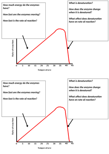 Enzymes and temperature