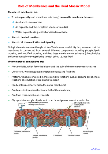 Role of Membranes and the Fluid Mosaic Model