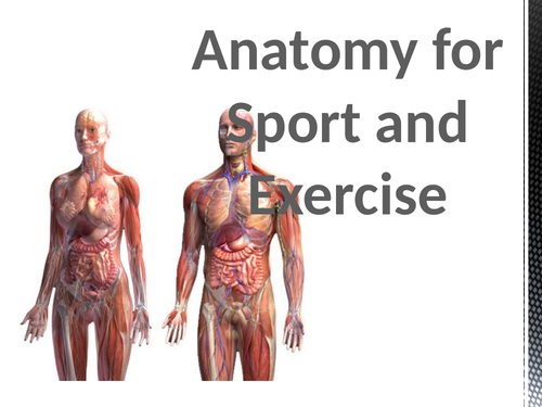 Muscularskeletal system and muscle fibre contractions